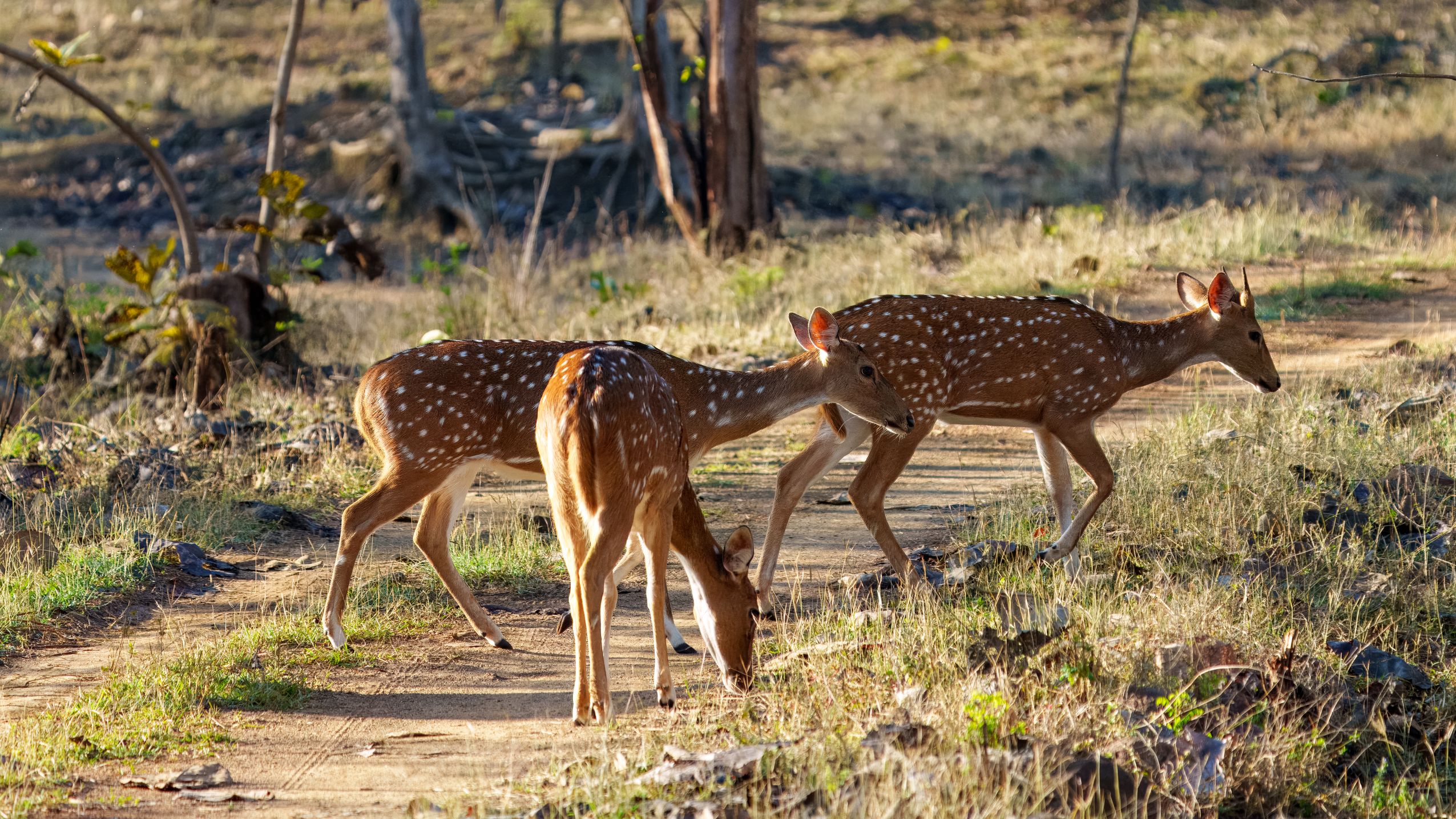 Axishirsch, Spotted Deer oder Chital, Axis axis

Diese Hirsche 